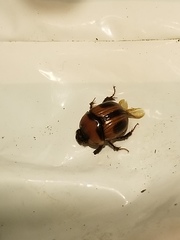 Bolbocerosoma confusum