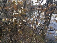 Amelanchier × neglecta