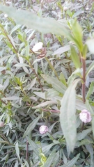 Spilanthes leiocarpa