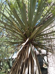 Yucca carnerosana