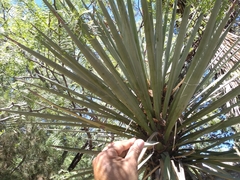 Yucca carnerosana
