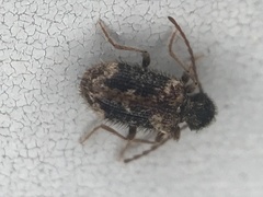 Ptinus texanus