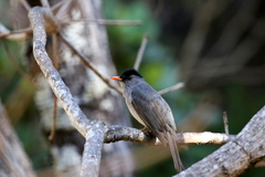 Hypsipetes madagascariensis