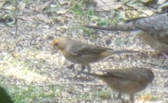 Haemorhous mexicanus