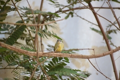 Hemitriccus iohannis