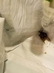 Bolbocerosoma confusum