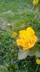 Hibiscus rosa-sinensis