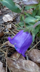 Campanula medium