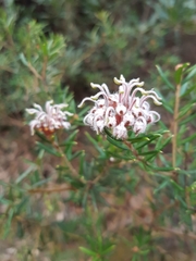 Grevillea phylicoides