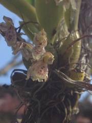 Leochilus oncidioides