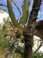 Leochilus oncidioides