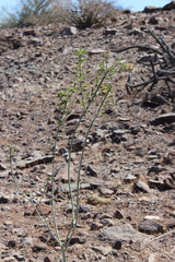 Ditaxis brandegeei