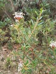 Grevillea phylicoides