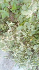 Alternanthera halimifolia