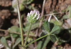 Trifolium microcephalum