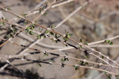 Euphorbia magdalenae