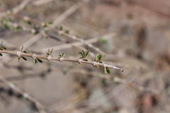 Euphorbia magdalenae