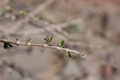 Euphorbia magdalenae