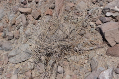 Euphorbia magdalenae