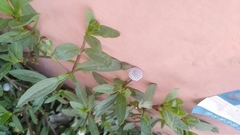 Spilanthes leiocarpa