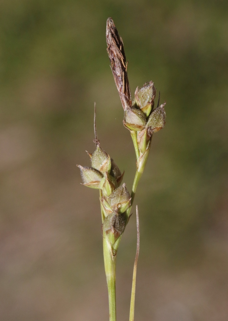 Carex sect. Triquetrae