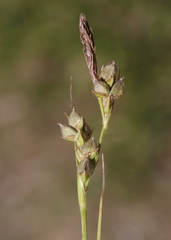Carex triquetra