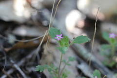 Collomia heterophylla