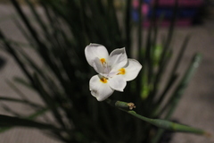 Dietes