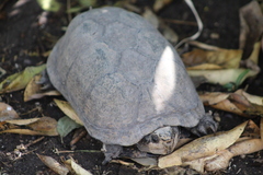 Kinosternon hirtipes murrayi