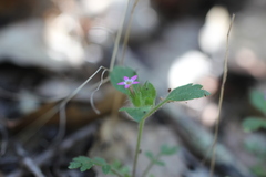 Collomia heterophylla
