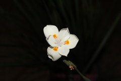 Dietes