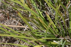 Carex triquetra