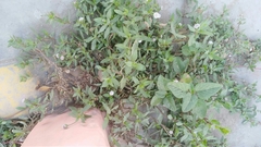 Spilanthes leiocarpa