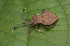 Dalader planiventris