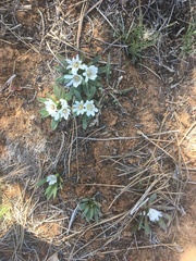 Lewisia brachycalyx