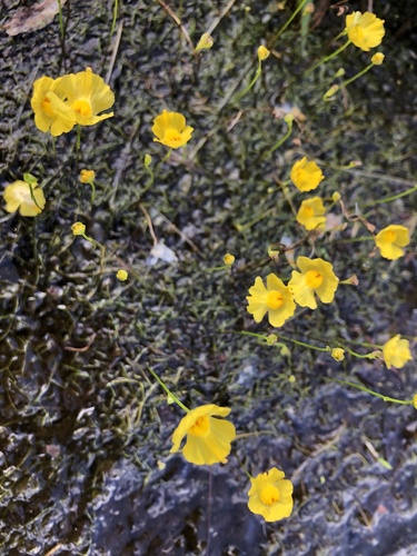 Utricularia gibba, 2021-04-22