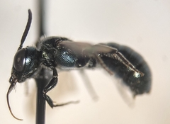 Ceratina micheneri