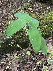 Polygonatum biflorum biflorum