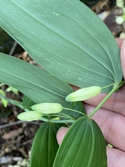 Polygonatum biflorum biflorum