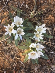 Lewisia brachycalyx