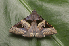 Avatha bubo