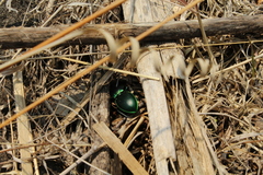 Pasimachus mexicanus