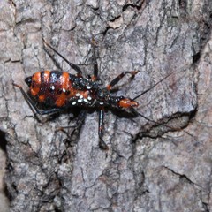 Havinthus rufovarius