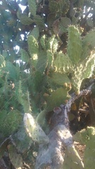 Opuntia