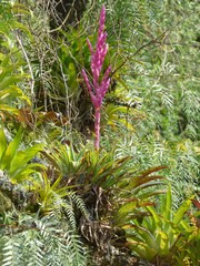 Tillandsia lucida