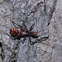 Havinthus rufovarius