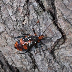 Havinthus rufovarius