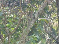 Colaptes auratus mexicanoides