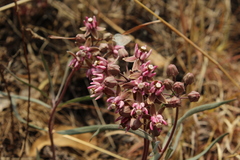 Asclepias fournieri