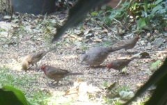 Haemorhous mexicanus